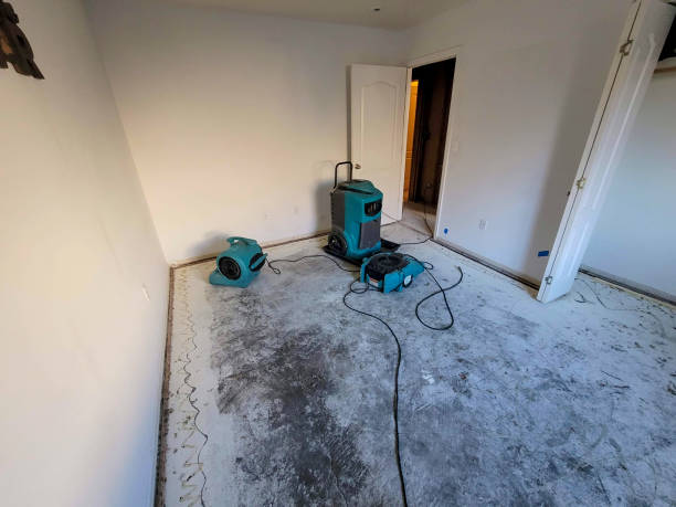 Best Mold removal after water damage  in La Marque, TX